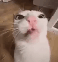 crunch-cat.gif